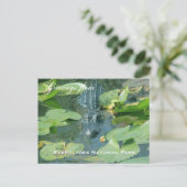 Une carte postale d'Everglades National Park (Debout devant)