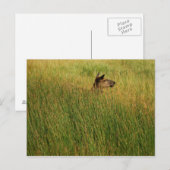 Une carte postale rapide (Devant / Derrière)