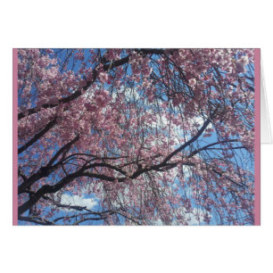 Une cerise larme contre un ciel bleu