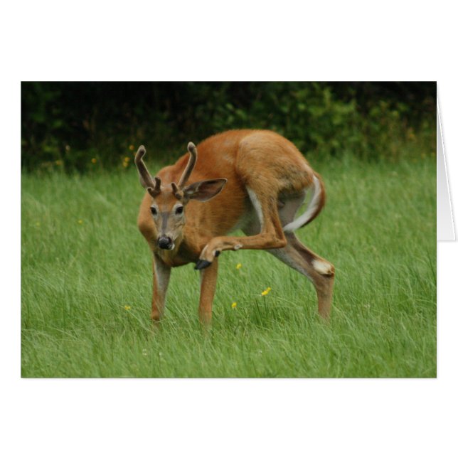 Une chère démangeaison (Devant horizontal)