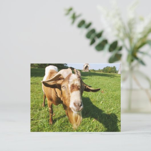 Une chèvre - carte postale (Debout devant)
