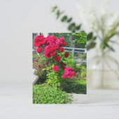 Une explosion de carte postale Rose (Debout devant)