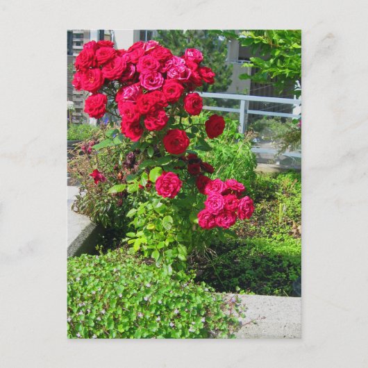 Une explosion de carte postale Rose (Devant)