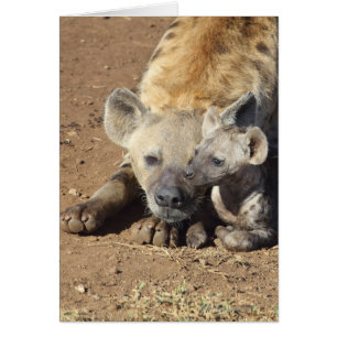 Une femelle Spotted Hyena et son petit, Kruger