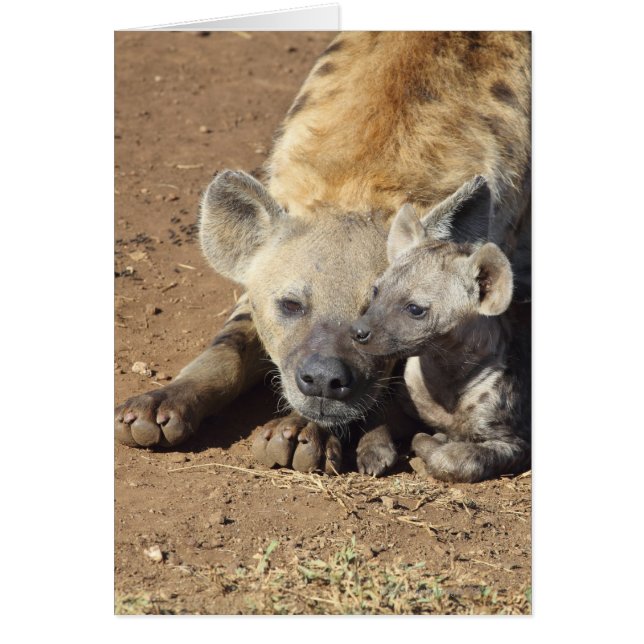 Une femelle Spotted Hyena et son petit, Kruger (Devant)