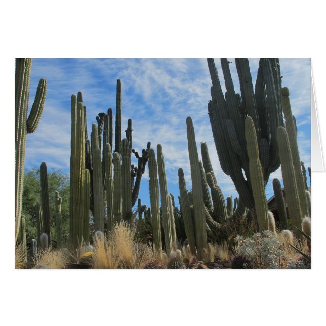 Une Ferme De Cactus En Arizona (Devant Horizontal)
