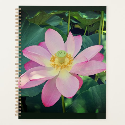 Une fleur de lotus vibrante (Devant)