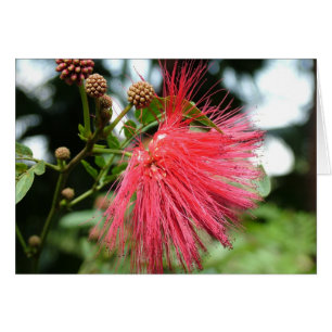 Une fleur nommée Phoenix
