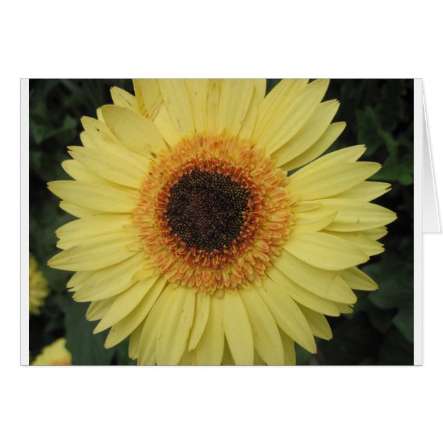 Une fleur Sunburst (Devant horizontal)