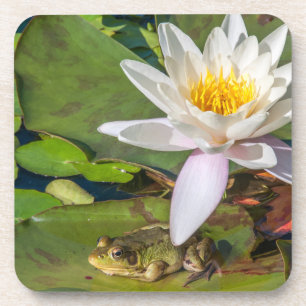 Une grenouille sous une fleur de nénuphar onderzetter