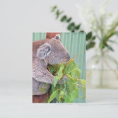 Une Koala en Australie Carte postale (Debout devant)