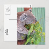 Une Koala en Australie Carte postale (Devant / Derrière)