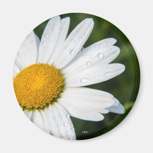 Une margueritte, font vert magneet (Voorkant)