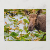 Une orignale au lac Wilson en Alaska Carte postale