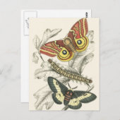Une paire de cartes postales Moths (Devant / Derrière)