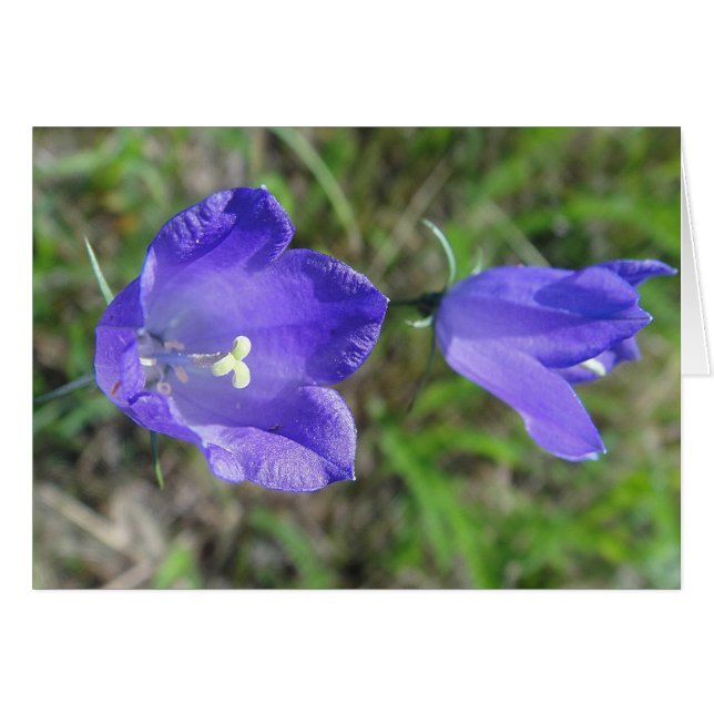 Une paire de cloches bleues (Devant horizontal)