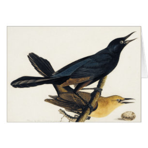 Une paire de Grackles Bateau-Coupé la queue
