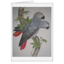Une paire de gris africain Parrots la peinture