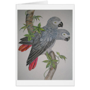 Une paire de gris africain Parrots la peinture