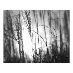 Une photo noire et blanche d'herbe grande au