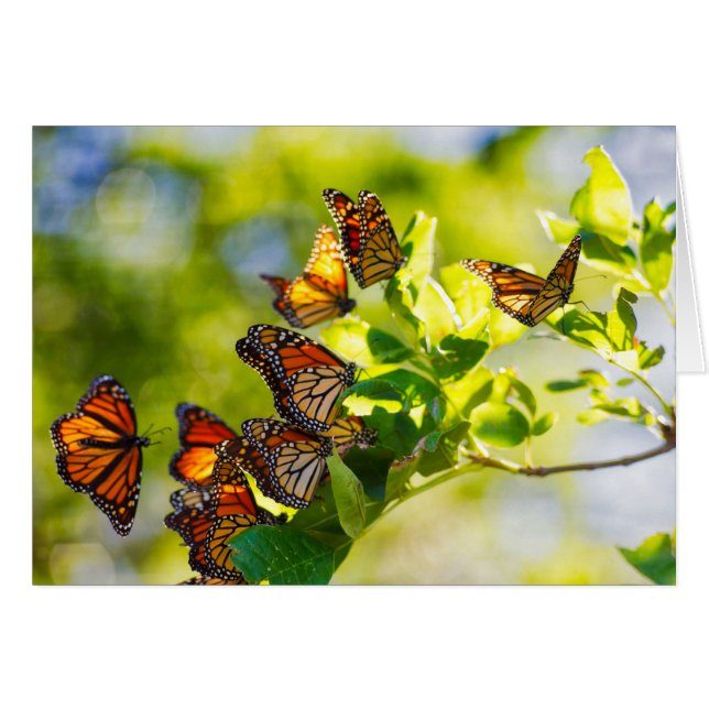 Une réunion des papillons de monarque (Devant horizontal)