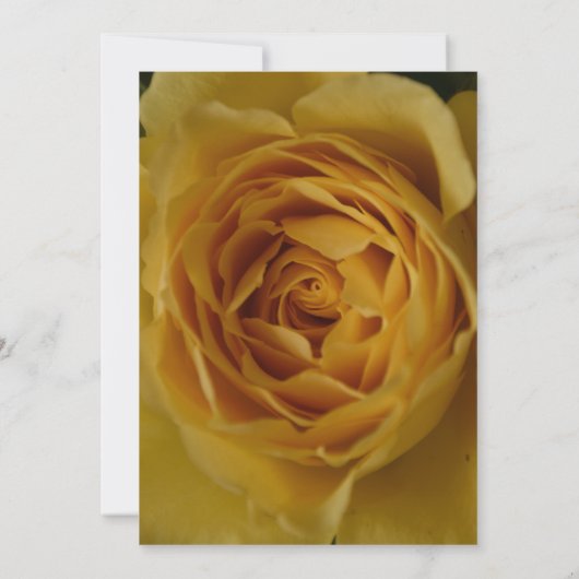 Une rose jaune 50e anniversaire Invitation de fête (Dos)