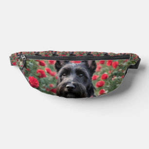 "Une rose rouge pour le Scottish Terrier noir"