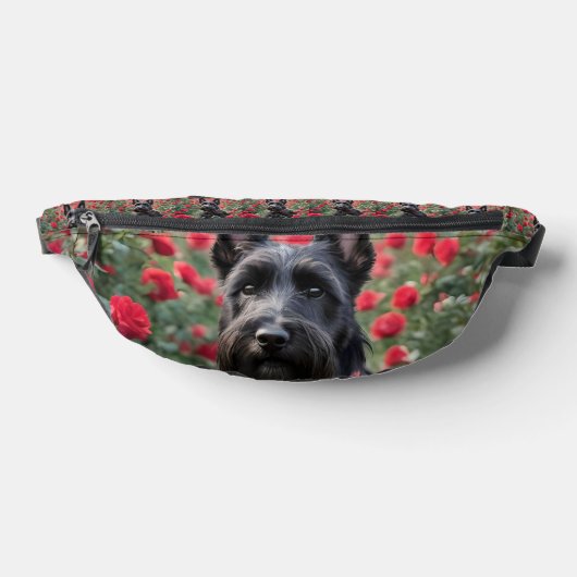 "Une rose rouge pour le Scottish Terrier noir" (Poser)