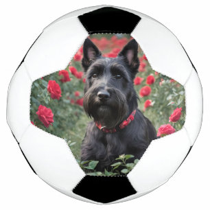 "Une rose rouge pour le terrier écossais noir"