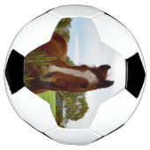 "Une ruche de la nature : un cheval de châtaignier (Tourné)