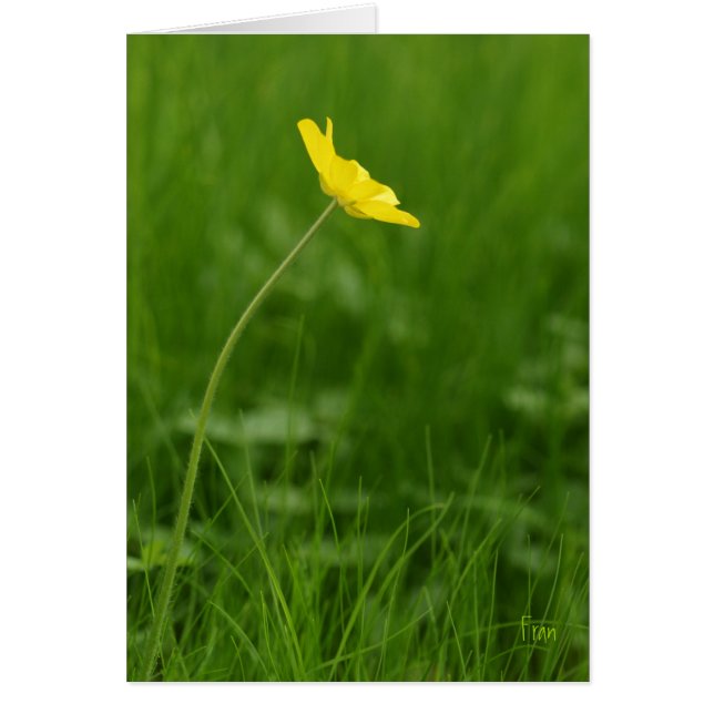 une seule fleur (Devant)