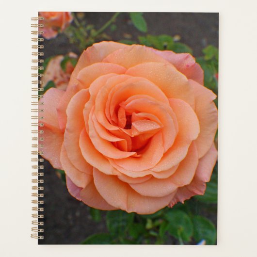 Une seule fleur d'orange (Devant)