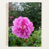 Une seule fleur rose (Devant)