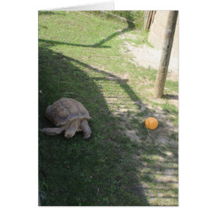 une tortue dans un zoo carte de vœux vierge à l'in