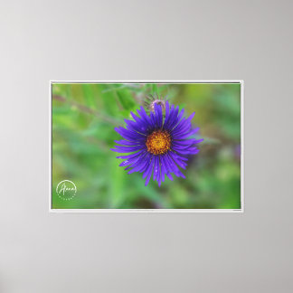 Une touche de pourpre sur la toile de la nature Im