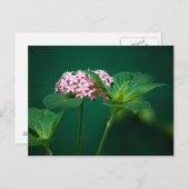 Une touche de rose dans la carte postale verte (Devant / Derrière)