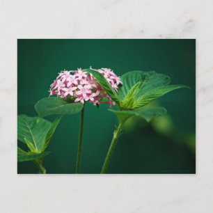 Une touche de rose dans la carte postale verte