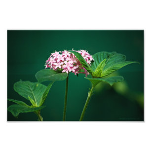 Une touche de rose dans la photo verte