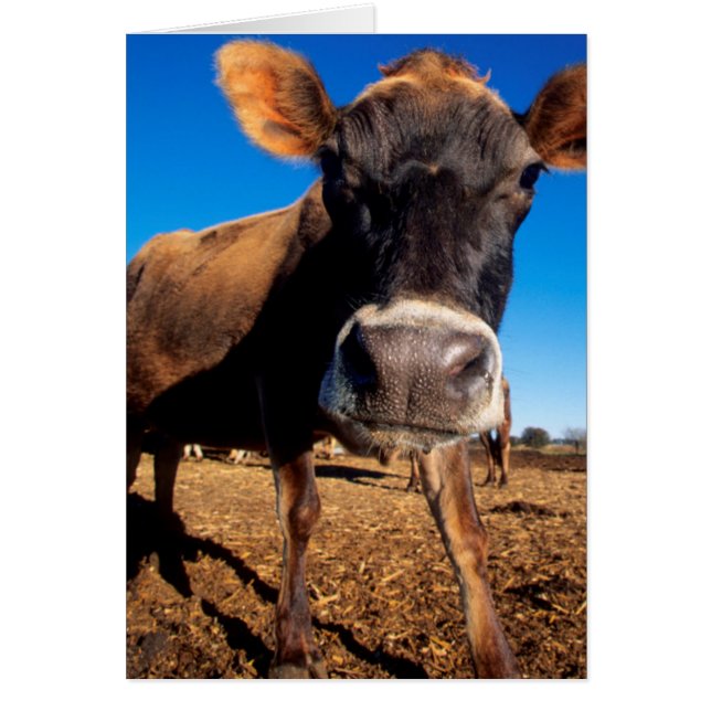 Une vache Jersey curieuse (Devant)