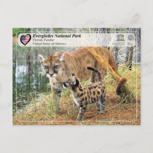 UNESCO - Everglades National Park - Florida Panthe Briefkaart