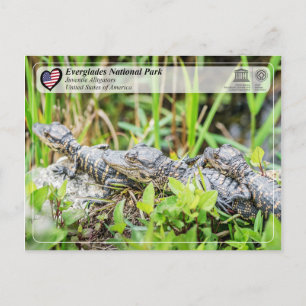 UNESCO WHS - Everglades National Park - Alligator Briefkaart