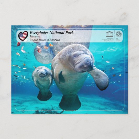 UNESCO WHS - Everglades National Park - Manatee Briefkaart (Voorkant)