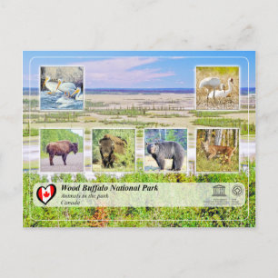 UNESCO WHS - Nationaal park van de houtsbuffalo Briefkaart