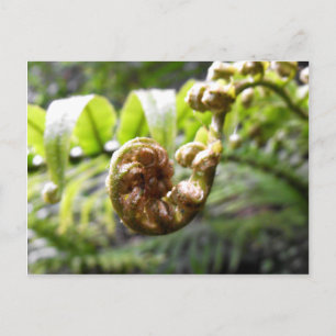 Unfurling Fern Frond Briefkaart