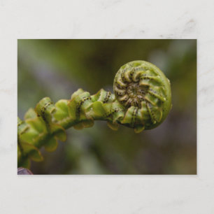 Unfurling Fern Frond Briefkaart