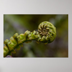 Unfurling Fern Frond Poster