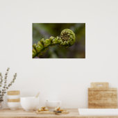 Unfurling Fern Frond Poster (Keuken)