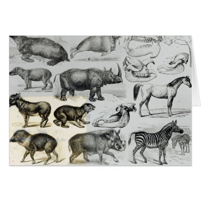 Ungulata of Hoofd Dieren (Voorkant Horizontaal)