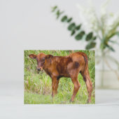 Uniale waarde briefkaart (Staand voorkant)