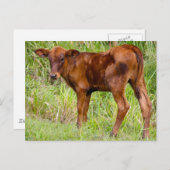 Uniale waarde briefkaart (Voorkant / Achterkant)